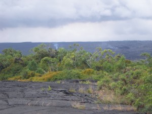 Lava trees